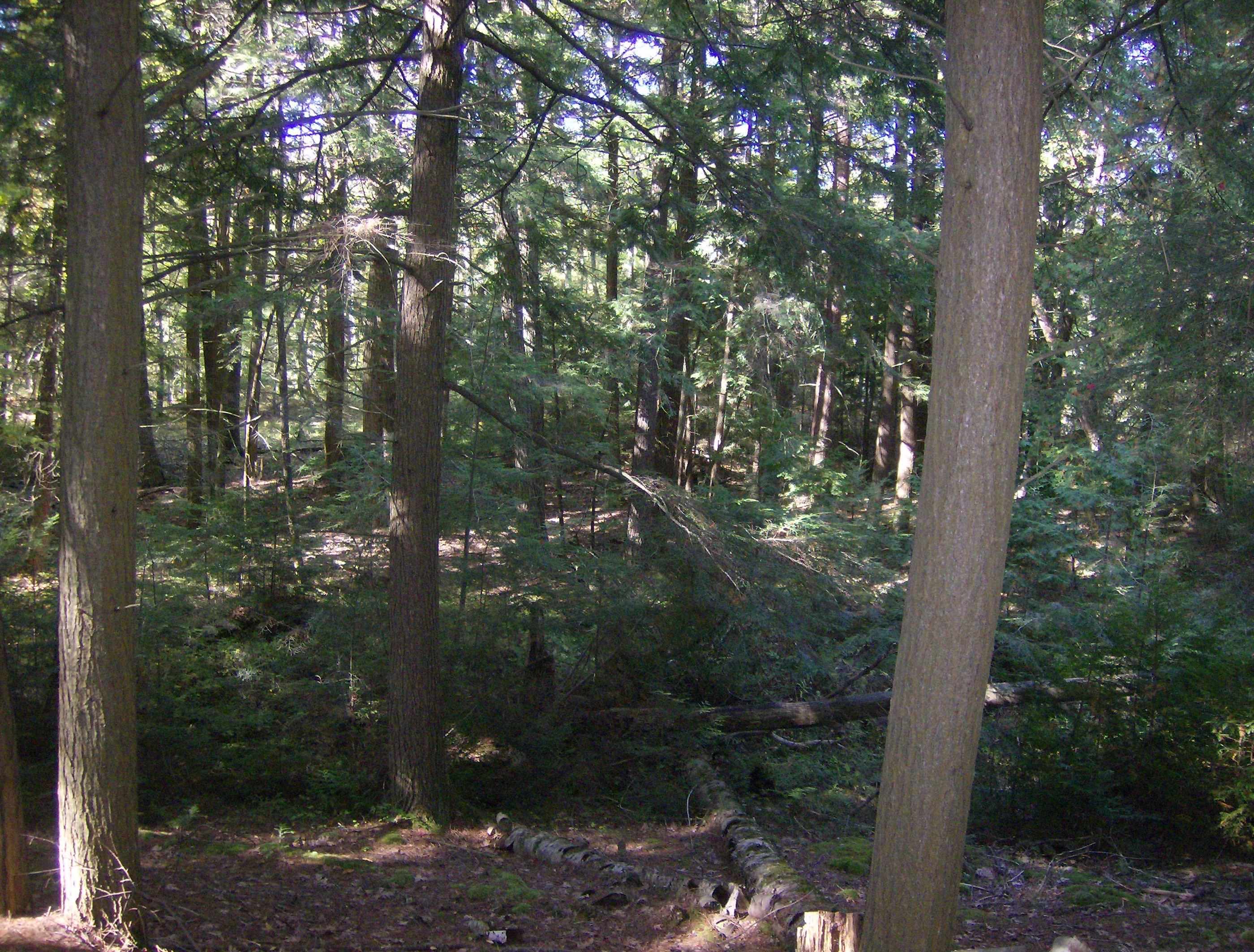 0 West Ausable Point Road, Unit LOT: 5 Oscoda, MI 48750 - Photo 12 of 18