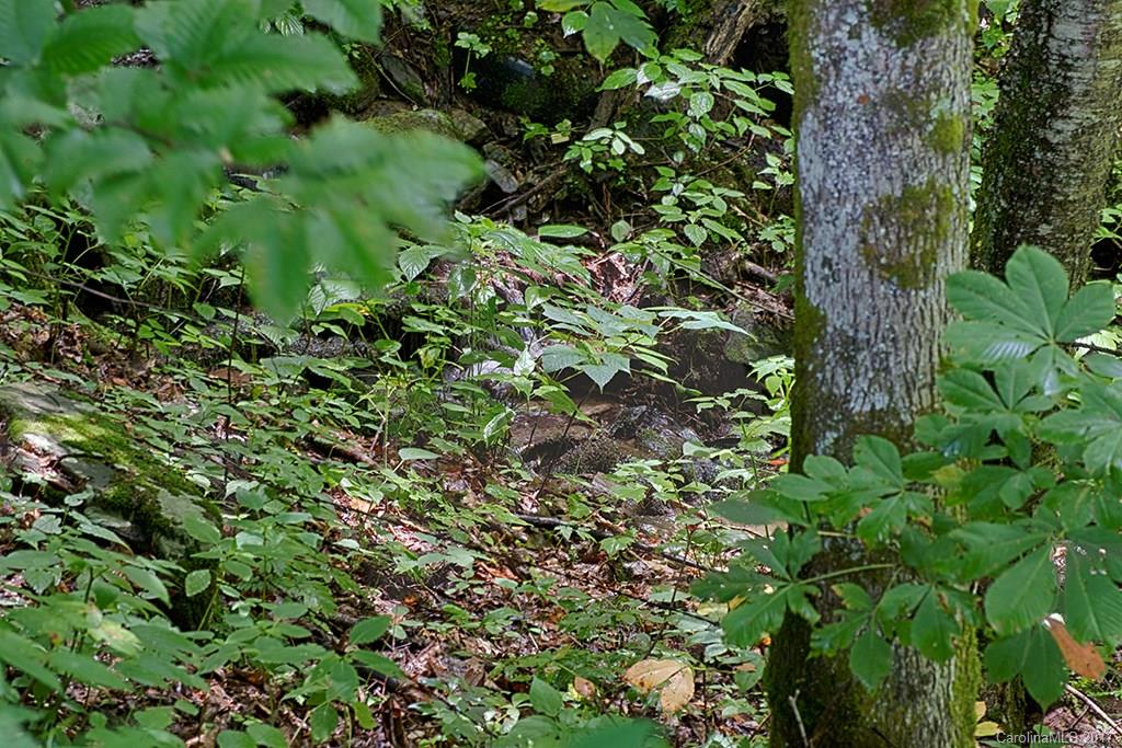 95 Straightup Road Maggie Valley, NC 28751 - Photo 24 of 24 a view of a plant