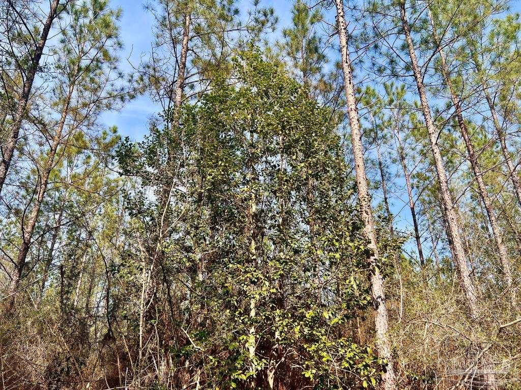 Lot 3 Denali Road Jay, FL 32565 - Photo 14 of 21