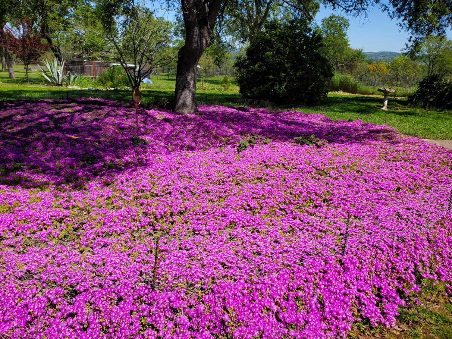15828 Barney Road Plymouth, CA 95669 - Photo 44 of 71 a view of a yard with plants and large trees