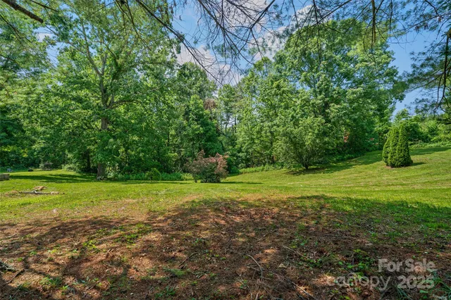 a lush green forest view with a trees