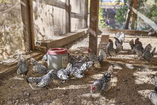 $5,250,000 | 2551 Grant Street, Calistoga, CA 94515