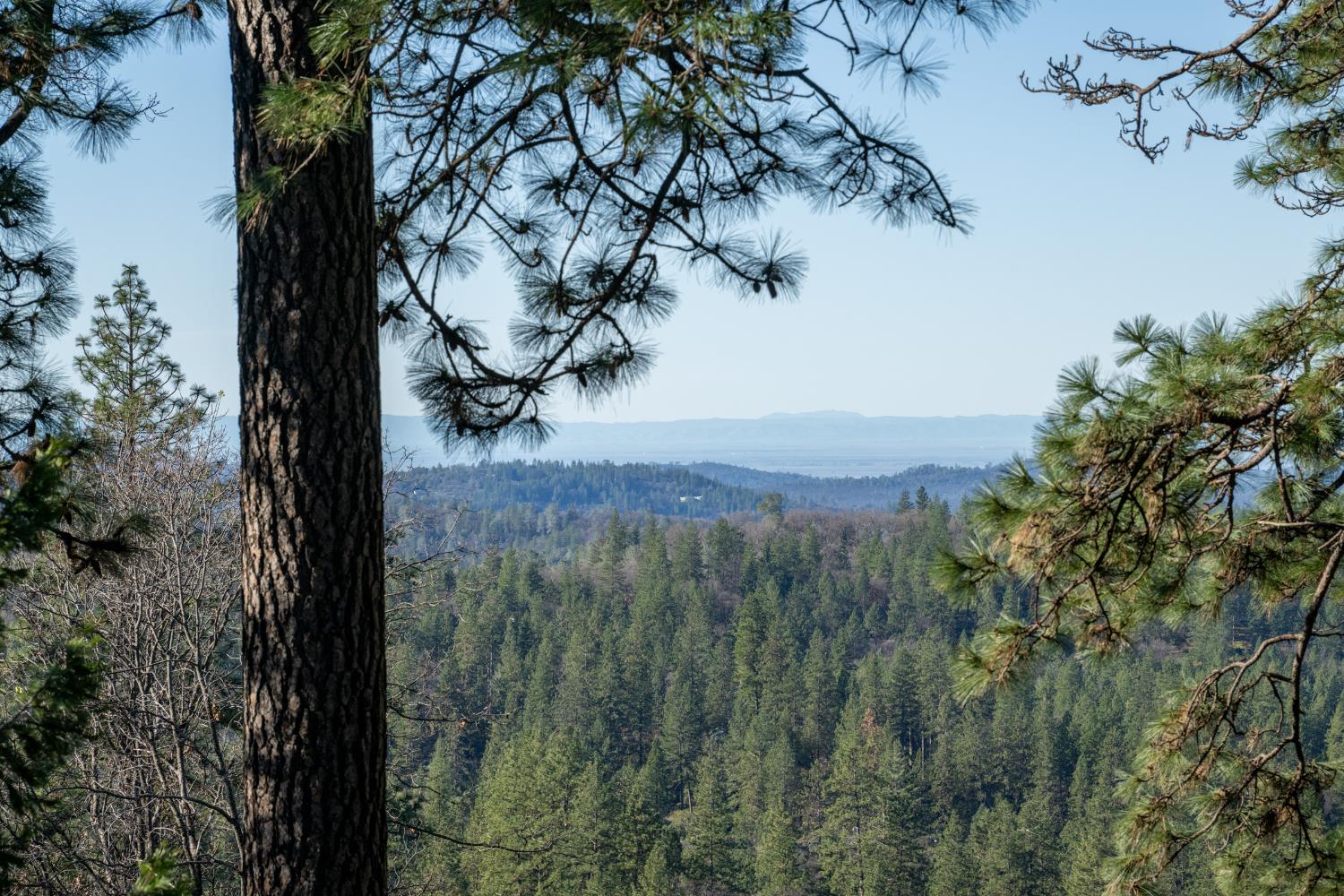 21465 Mason Road Colfax, CA 95713 - Photo 32 of 33 a view of a tree in a yard