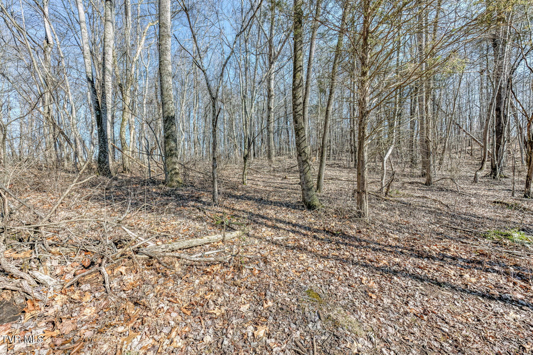 292 Clark Road Bristol, TN 37620 - Photo 39 of 42 wooded area in back