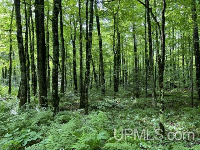40-acres New DNR Road Crystal Falls, MI 49920 - Photo 12 of 46