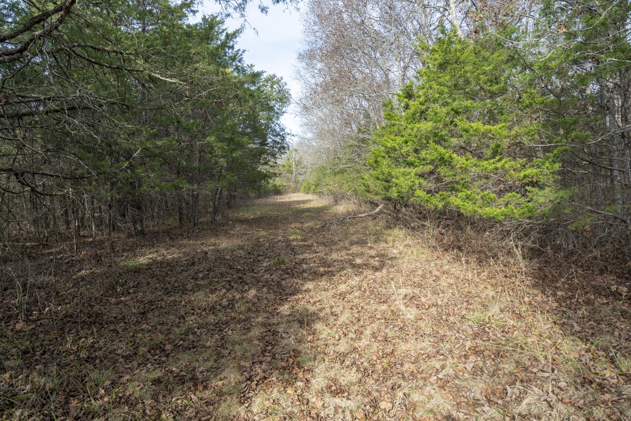 0 Floraton Road Readyville, TN 37149 - Photo 11 of 16 a view of a yard with a tree