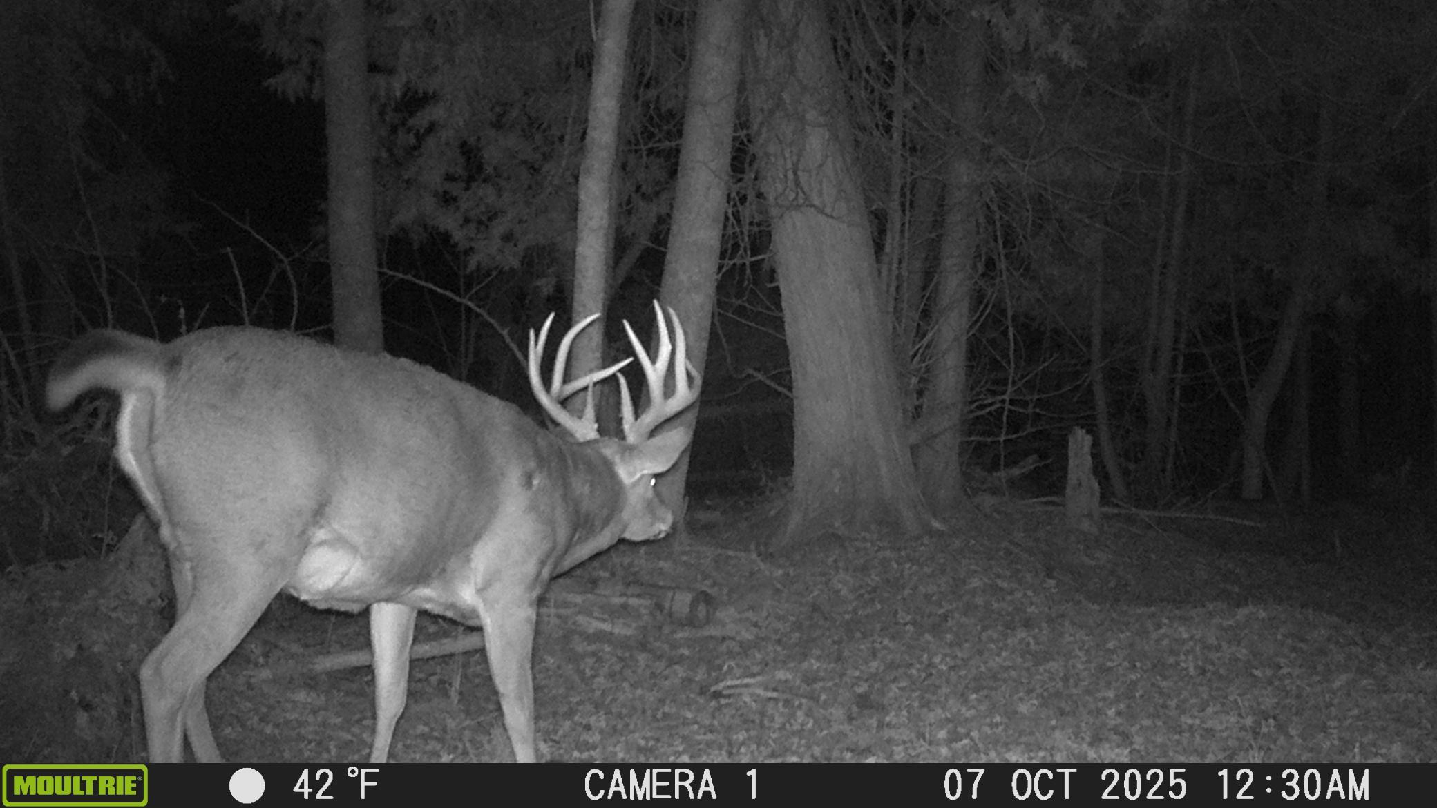 Tbd Tbd Stephani Road Northwest Puposky, MN 56667 - Photo 24 of 24