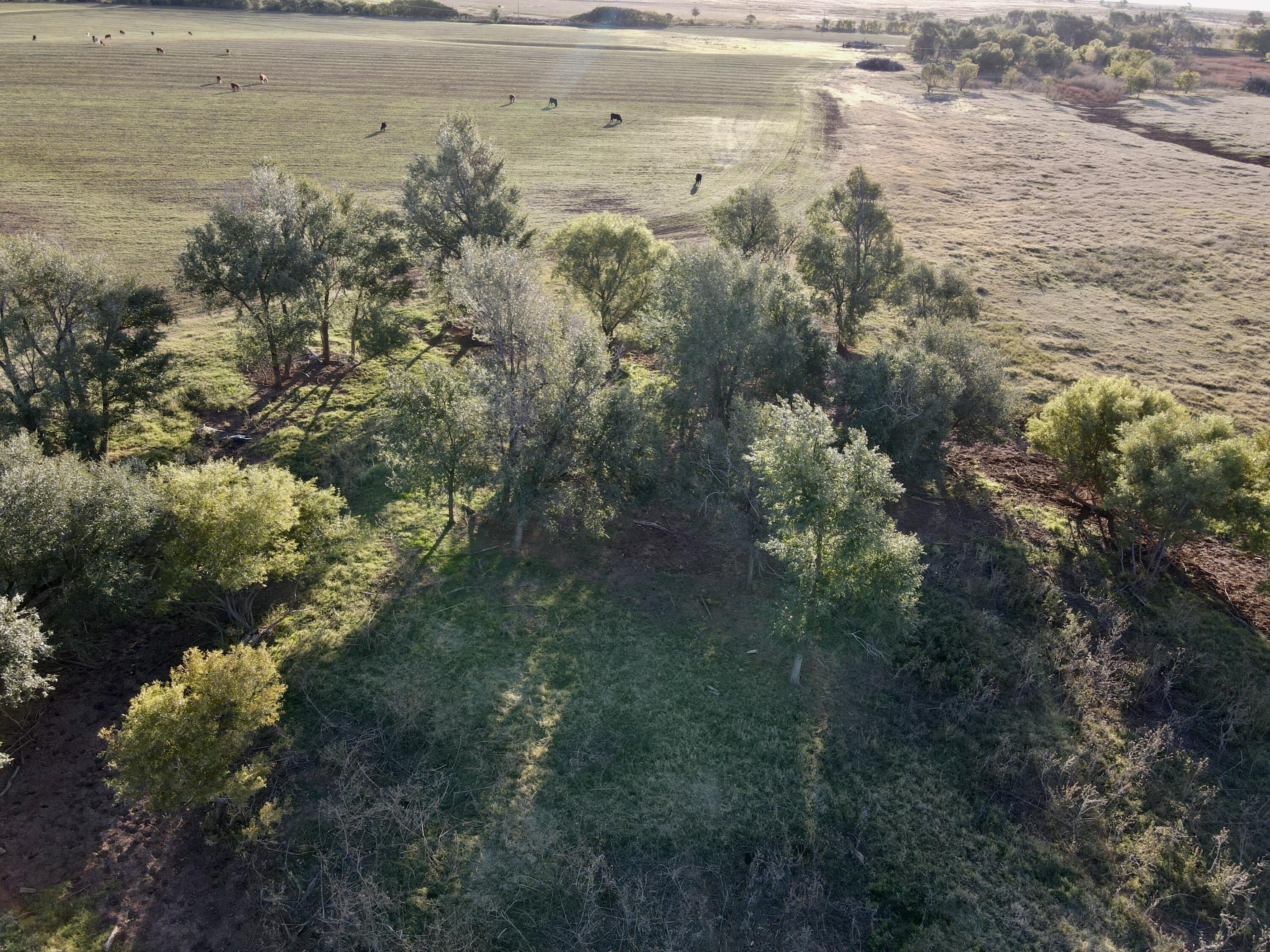 4 25 /- Acres State Highway Turkey, TX 79261 - Photo 9 of 18 a view of a lake with lots of trees