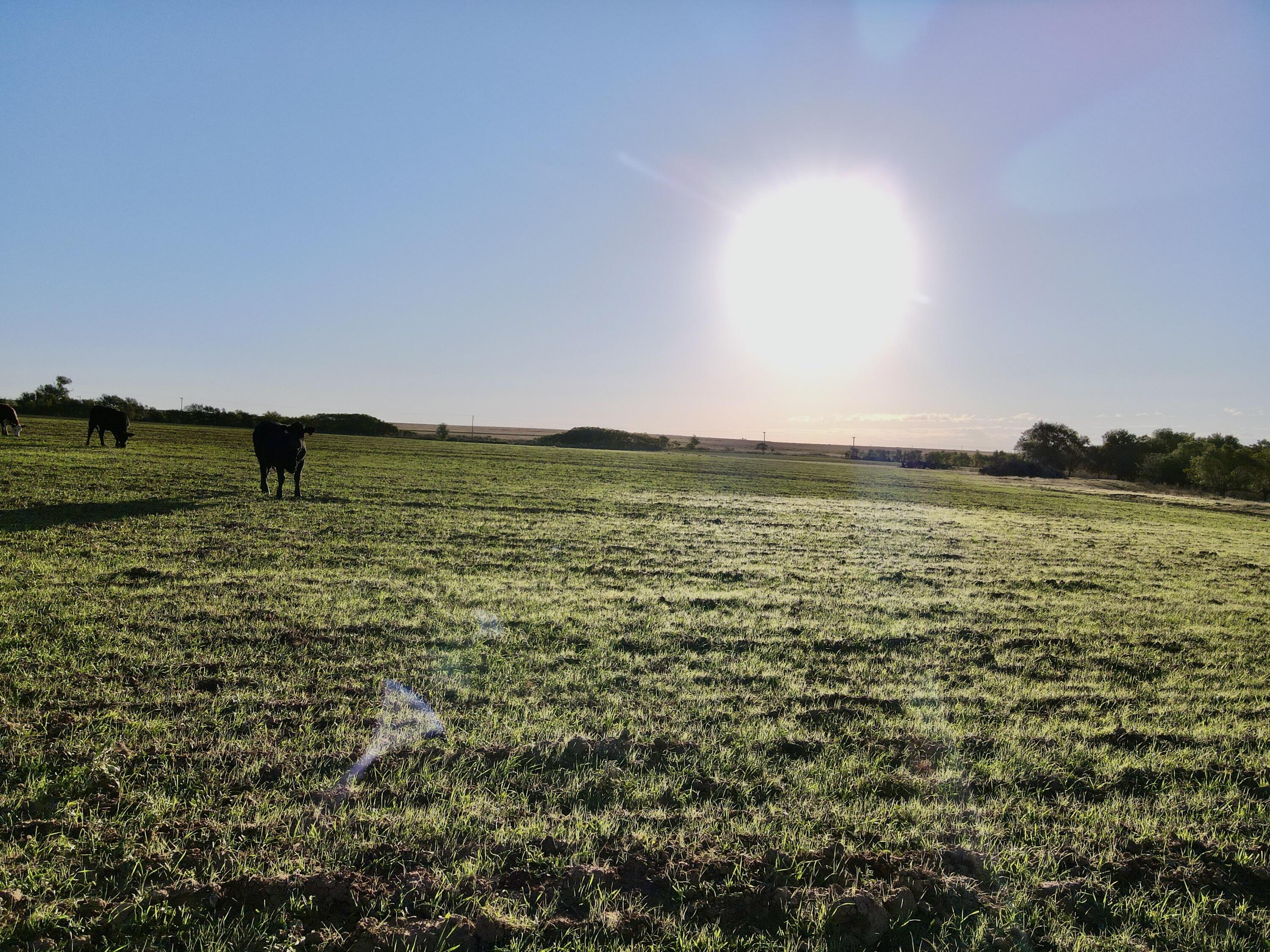 4 25 /- Acres State Highway Turkey, TX 79261 - Photo 10 of 18