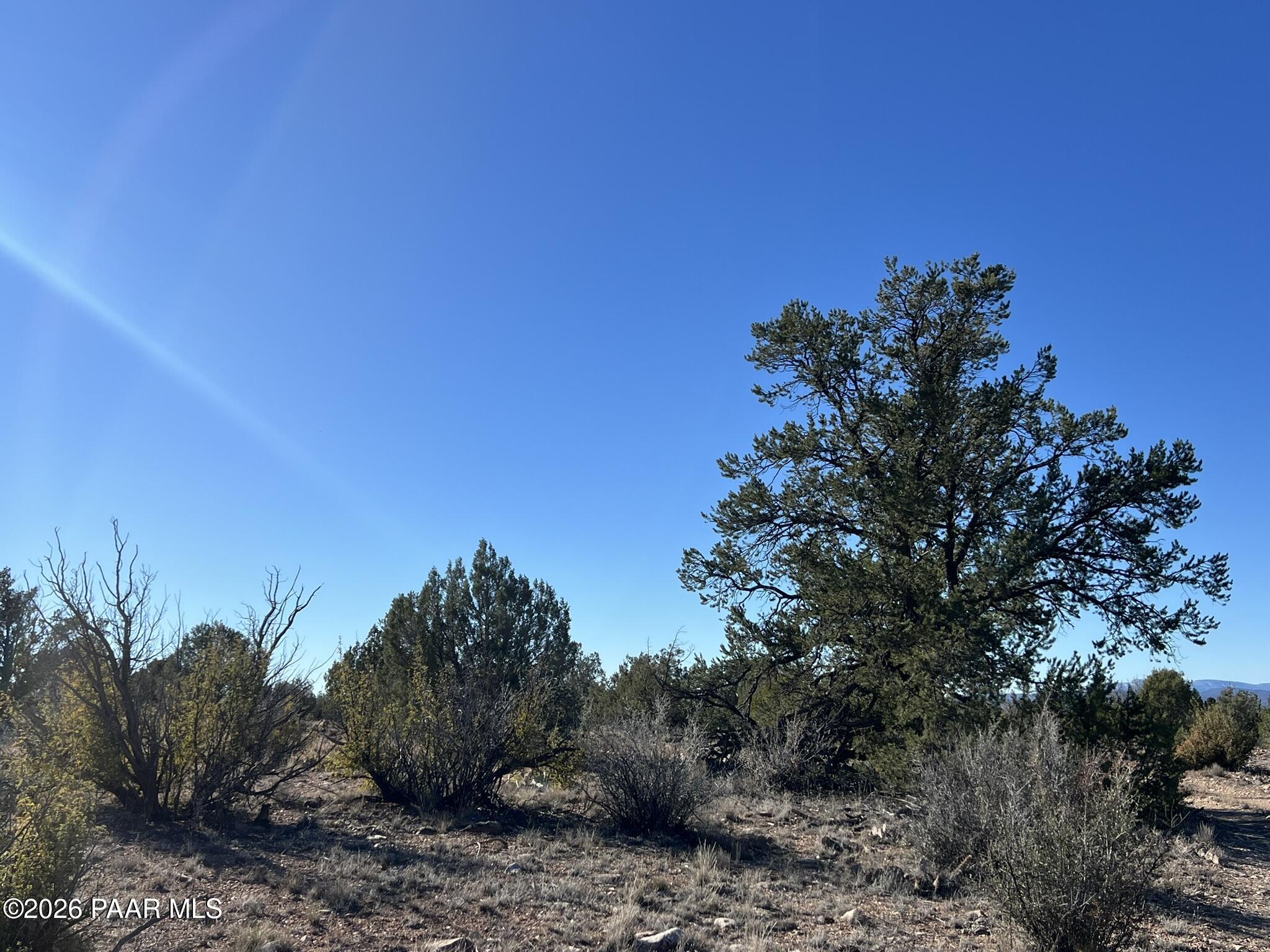 298 Quartz Hill Road Ash Fork, AZ 86320 - Photo 13 of 15 a view of a dry yard with plants and large trees