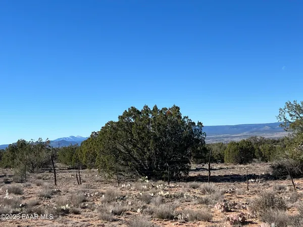 a view of a dry yard with trees in the background