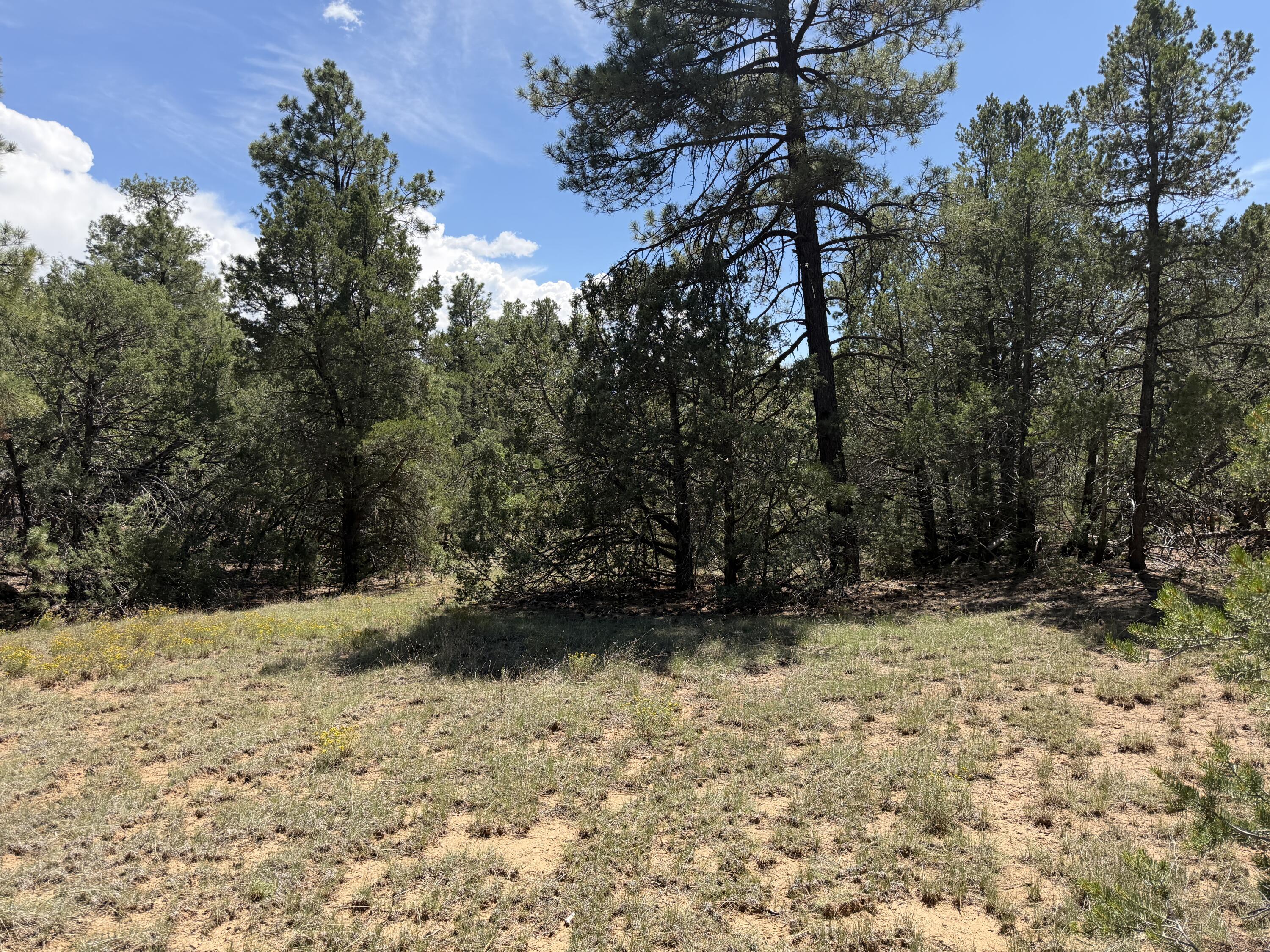 137 Raven Road Tijeras, NM 87059 - Photo 8 of 17 Gallery Image 8