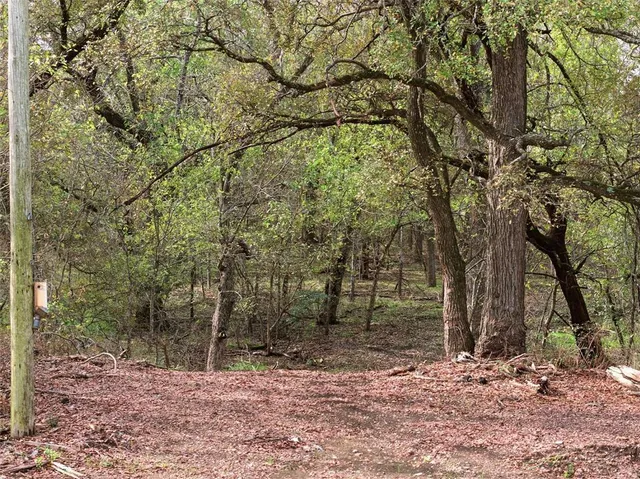 a view of a tree in a yard