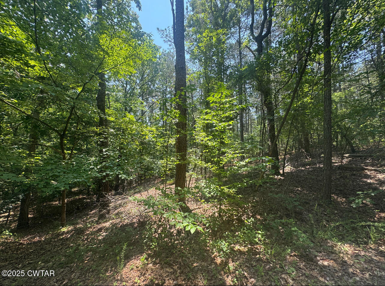 154 Oak Grove Road Middleton, TN 38052 - Photo 3 of 14 a view of a forest with trees
