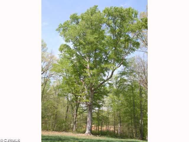 4 Perkins Road Cartersville, VA 23027 - Photo 3 of 6 Land - A look from the 5 acre site back onto the homesite of this 3.16 acre property.
