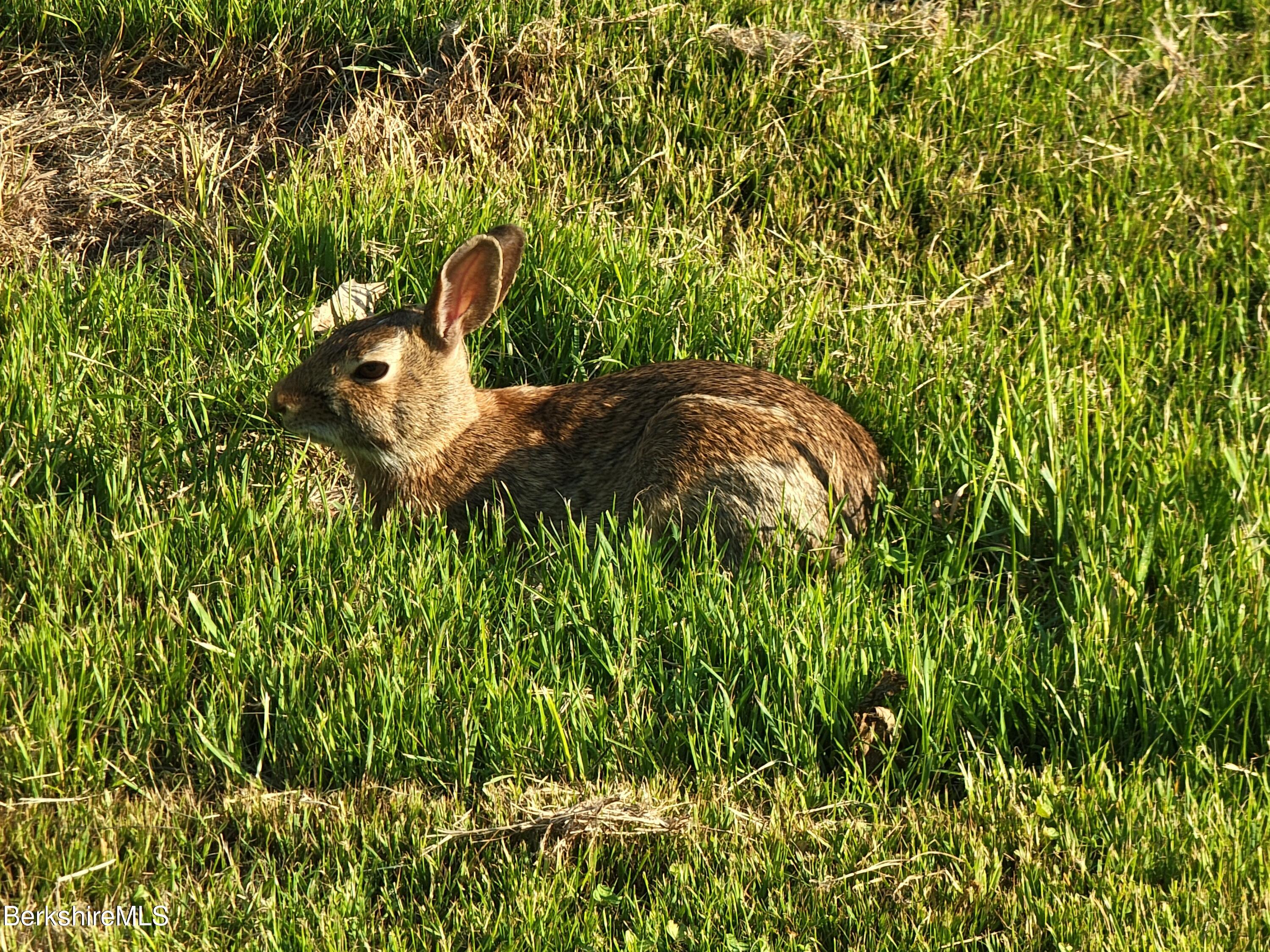 1096 South State Road Cheshire, MA 01225 - Photo 41 of 41 a a little bunny