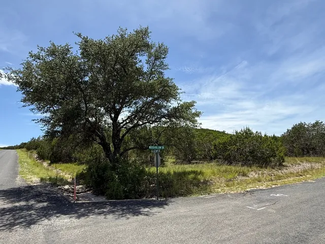 a view of a yard with plants and large trees