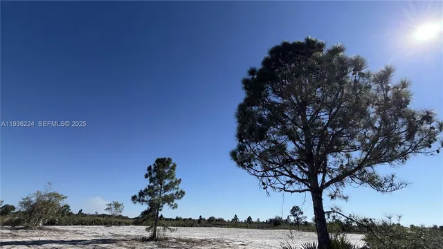a view of a tree in front of a house