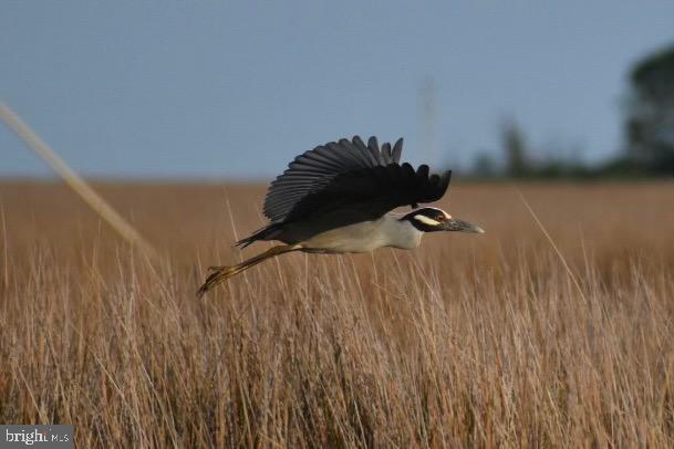 3035 Union Church Road Tylerton, MD 21866 - Photo 26 of 31