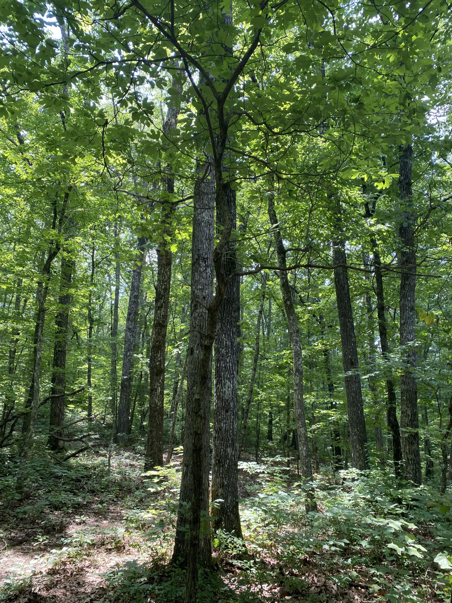 200 Ed Bowling Road Pikeville, TN 37367 - Photo 40 of 40 Image00040