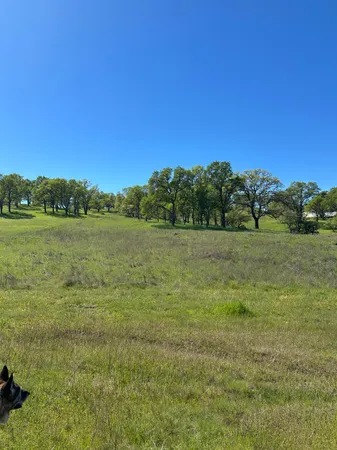 a view of a field with an ocean