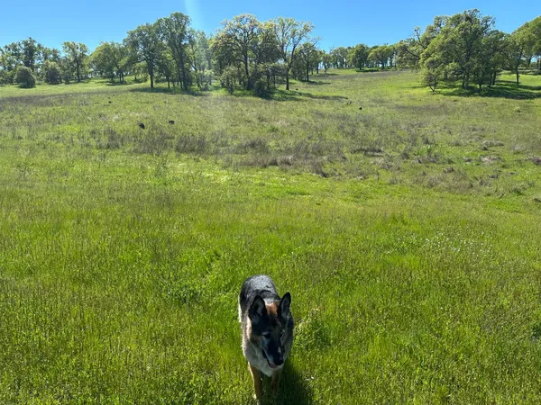 a view of a field with an trees in the background