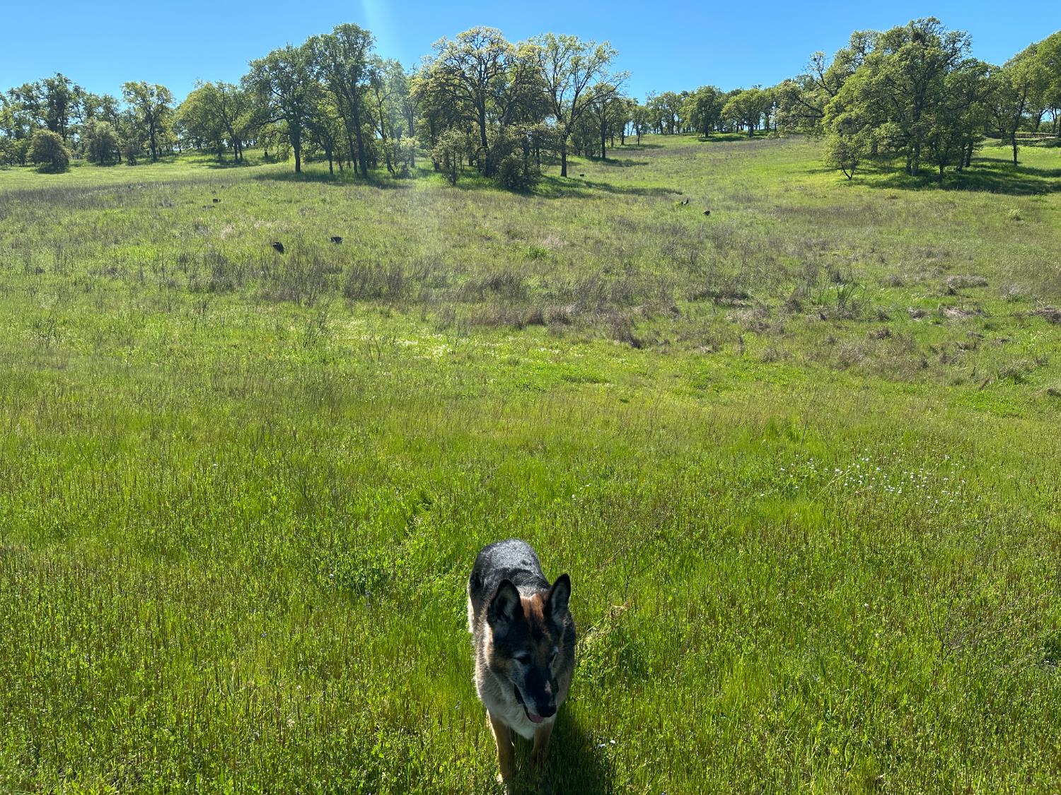 3404 Little John Road Copperopolis, CA 95228 - Photo 5 of 6 a view of a field with an trees in the background