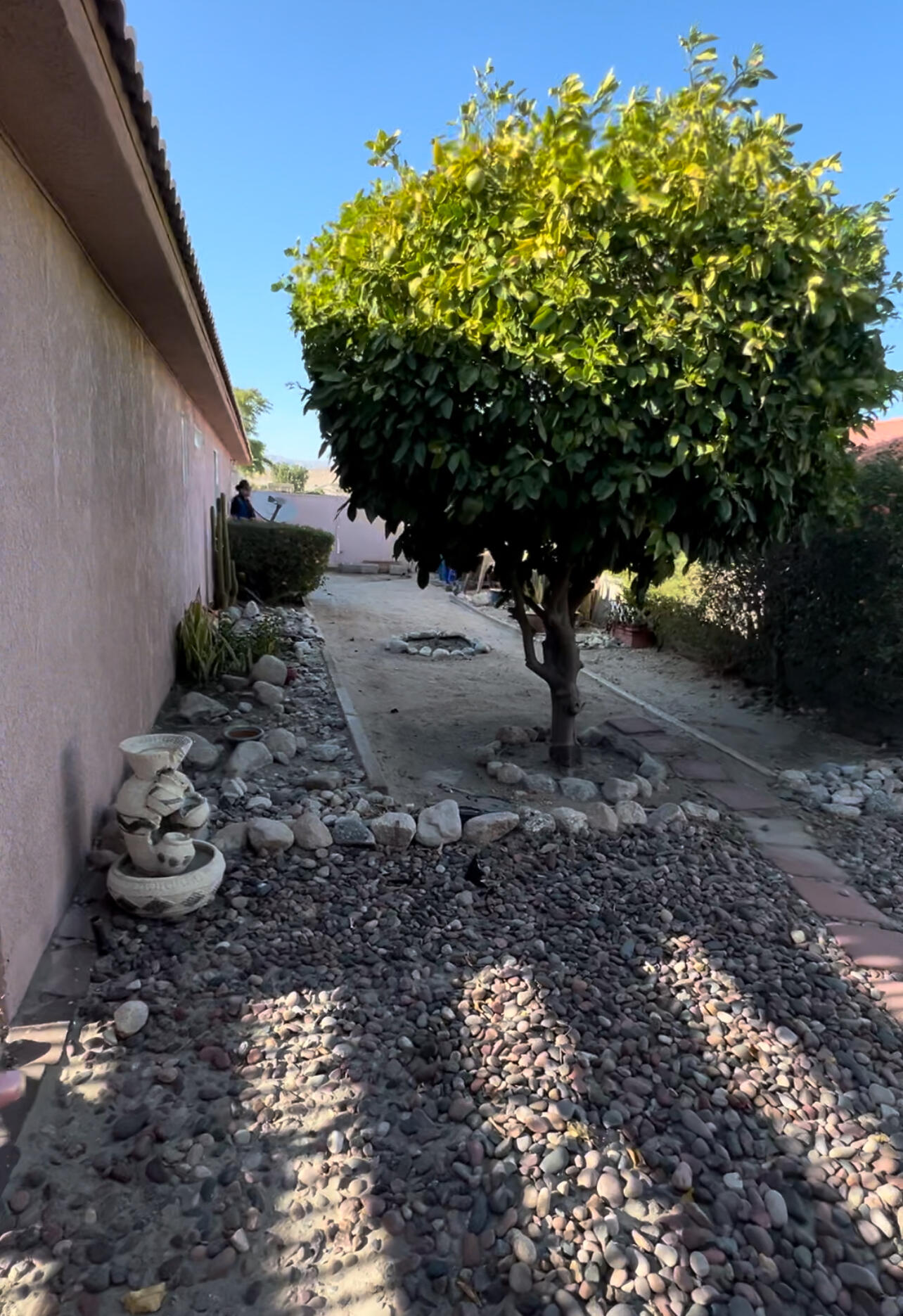 67755 Verona Road Cathedral City, CA 92234 - Photo 6 of 6 a view of a tree in a yard