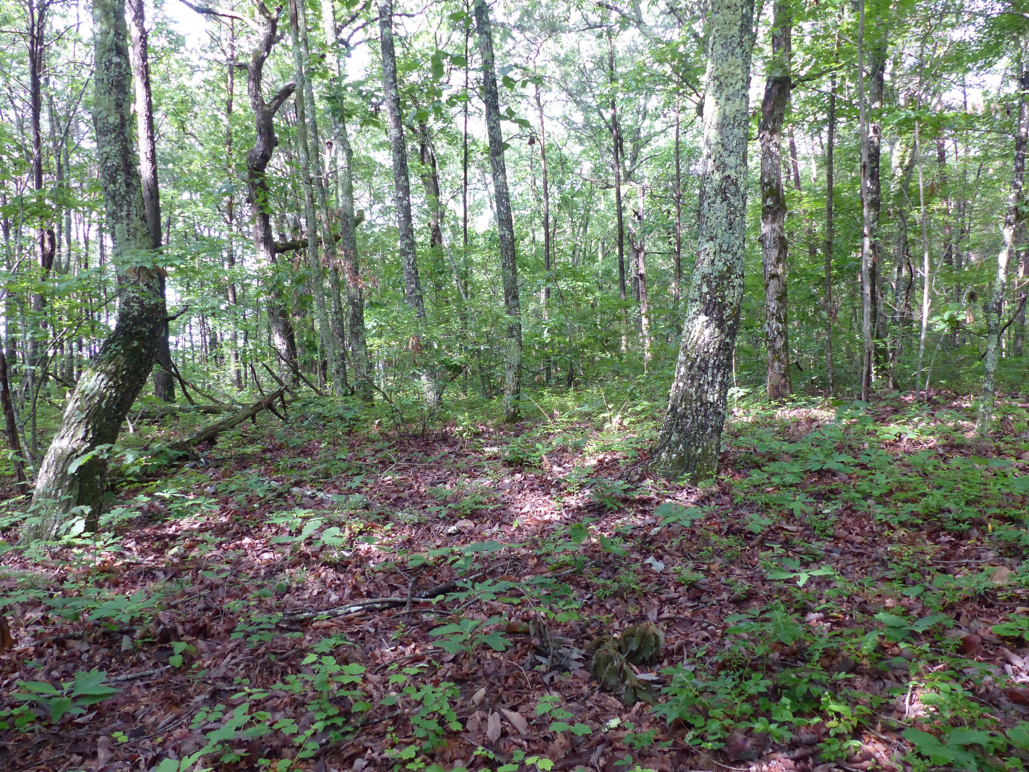 0 Dun Lukin Dr Spring Spring City, TN 37381 - Photo 1 of 2 Gallery Image 1