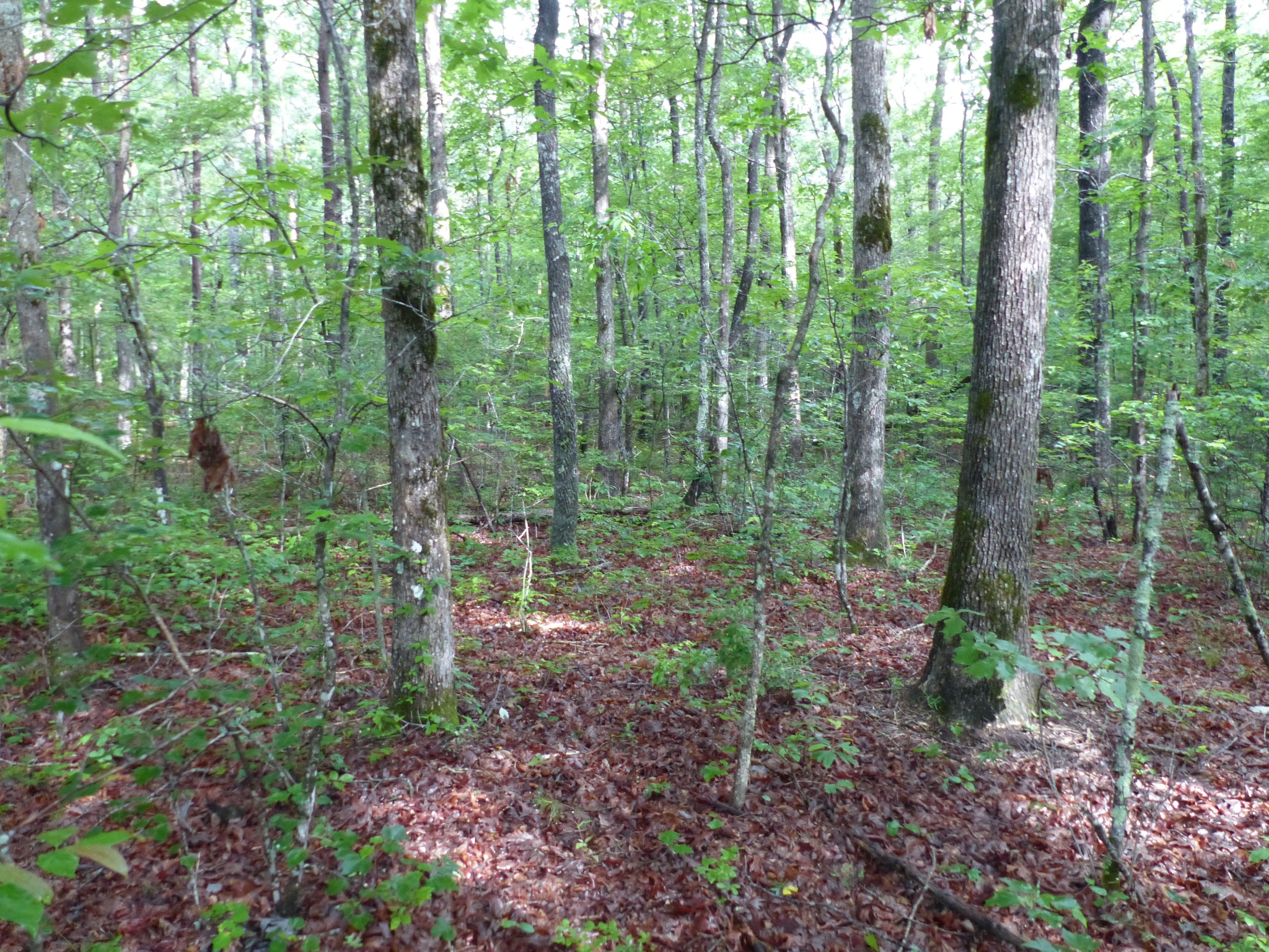 0 Dun Lukin Dr Spring Spring City, TN 37381 - Photo 2 of 2 Gallery Image 2