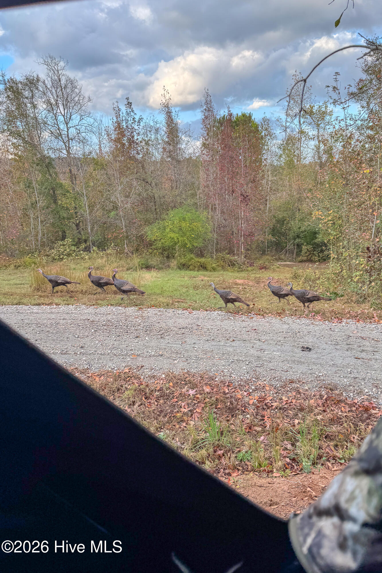 846 Briggs Road North Augusta, SC 29860 - Photo 51 of 58 Wildlife!