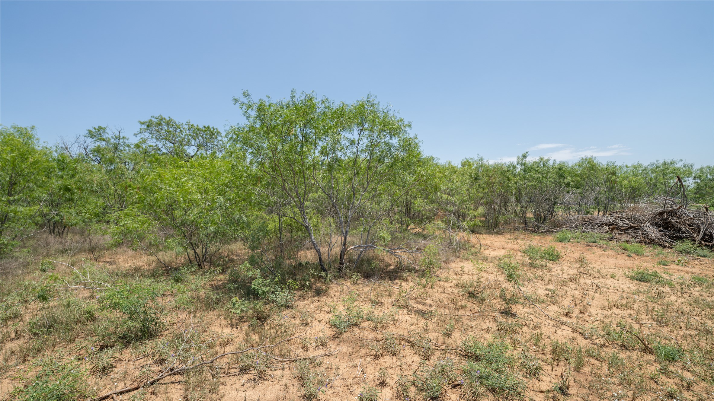 1145 Callihan Road Luling, TX 78648 - Photo 10 of 39 a view of a yard with a tree