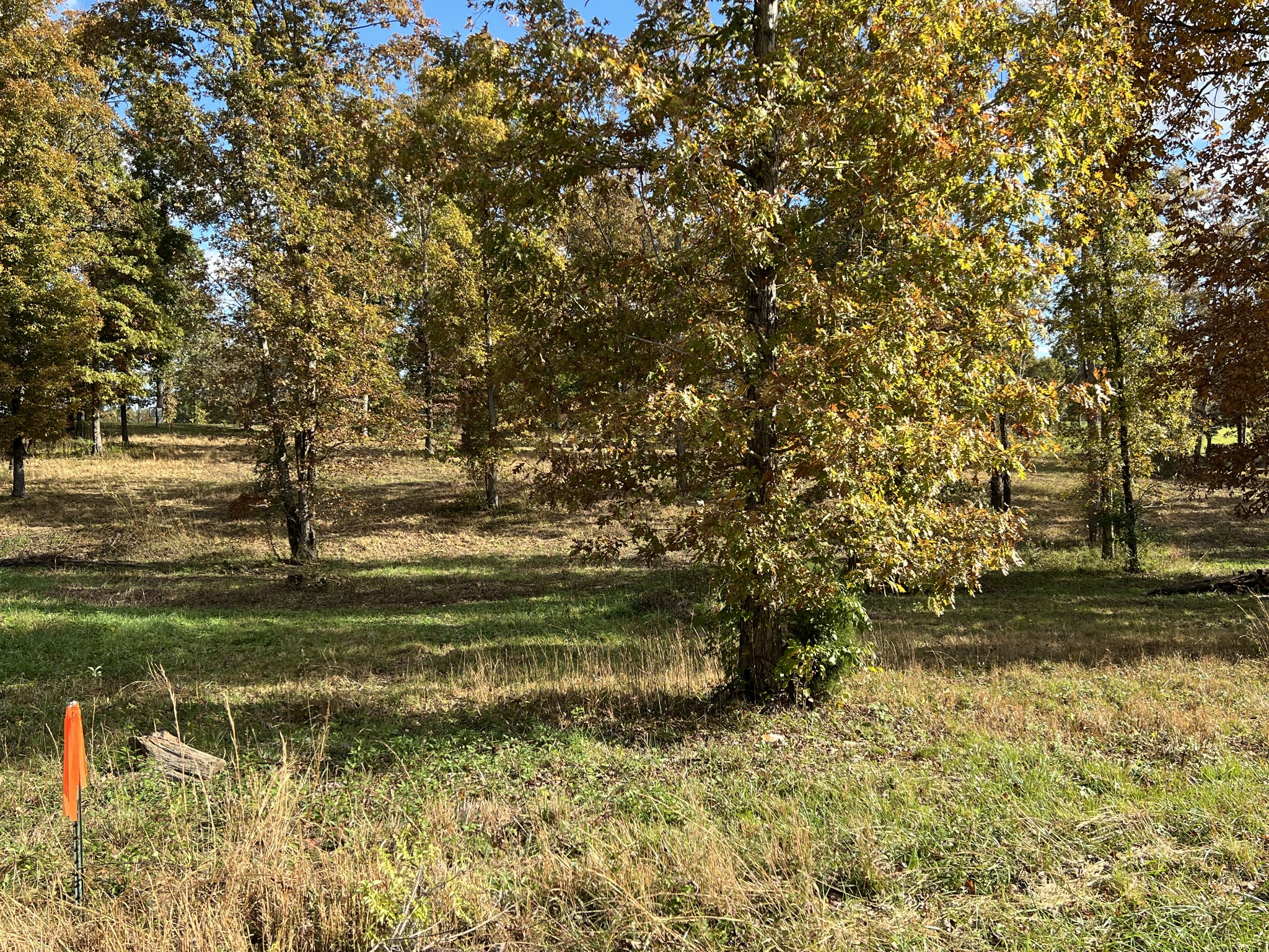0 Double Eagle Drive Summertown, TN 38483 - Photo 11 of 20 a view of a yard with a tree