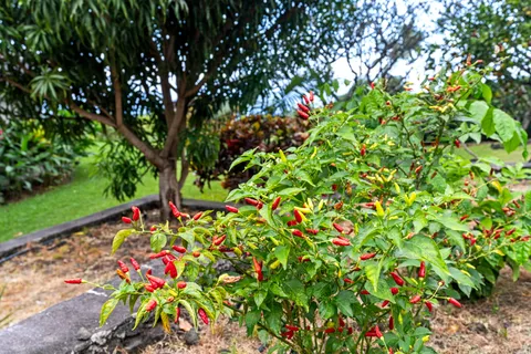 $1,499,000 | 76-996 Aeo Street, Kailua-Kona, HI 96740