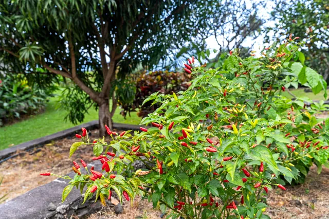 $1,499,000 | 76-996 Aeo Street, Kailua-Kona, HI 96740