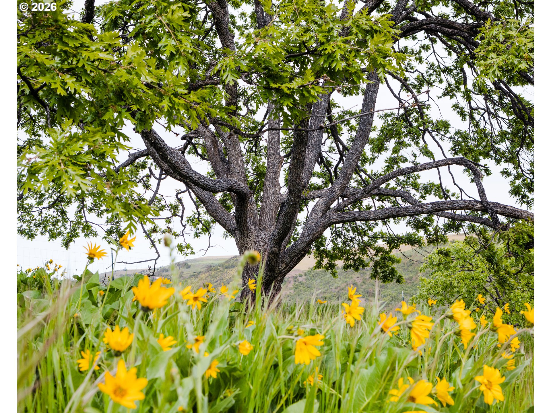 3465 3 Mile County Road The Dalles, OR 97058 - Photo 41 of 48