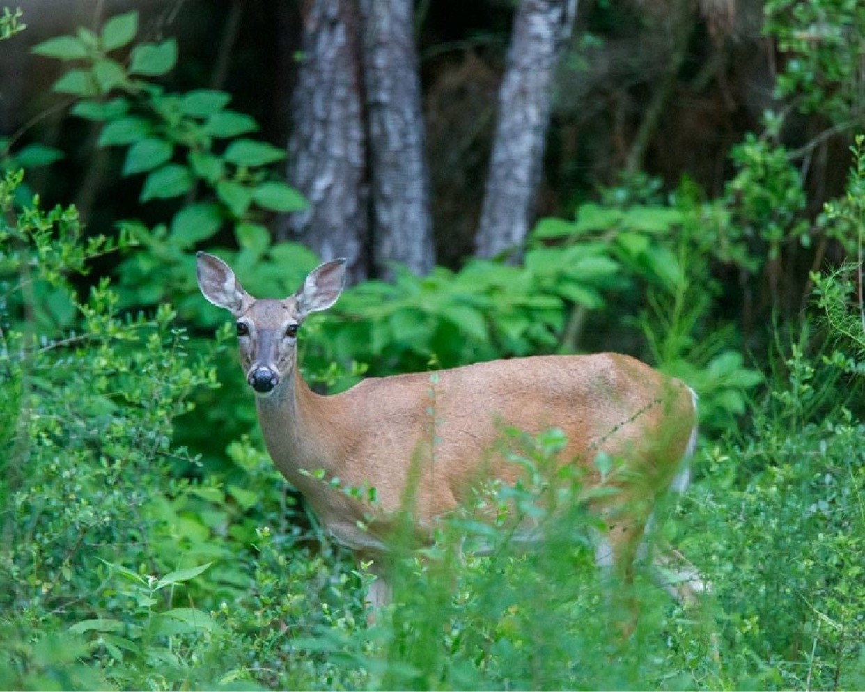 26180 Enzos Way Montgomery, TX 77316 - Photo 15 of 19