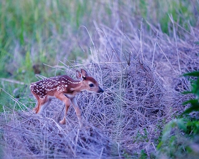 26180 Enzos Way Montgomery, TX 77316 - Photo 16 of 19