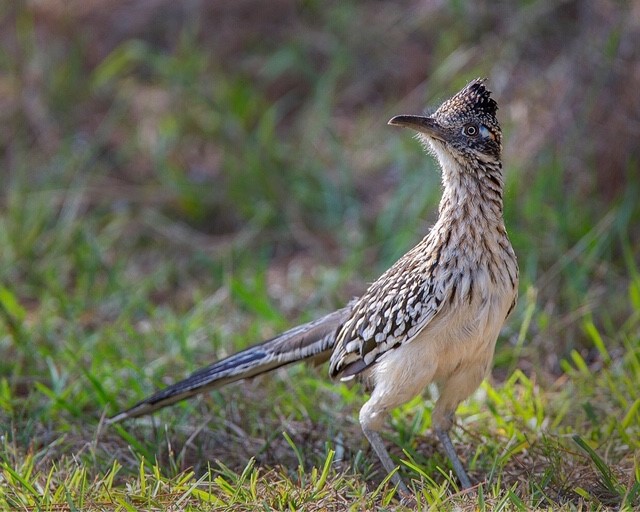 26180 Enzos Way Montgomery, TX 77316 - Photo 19 of 19