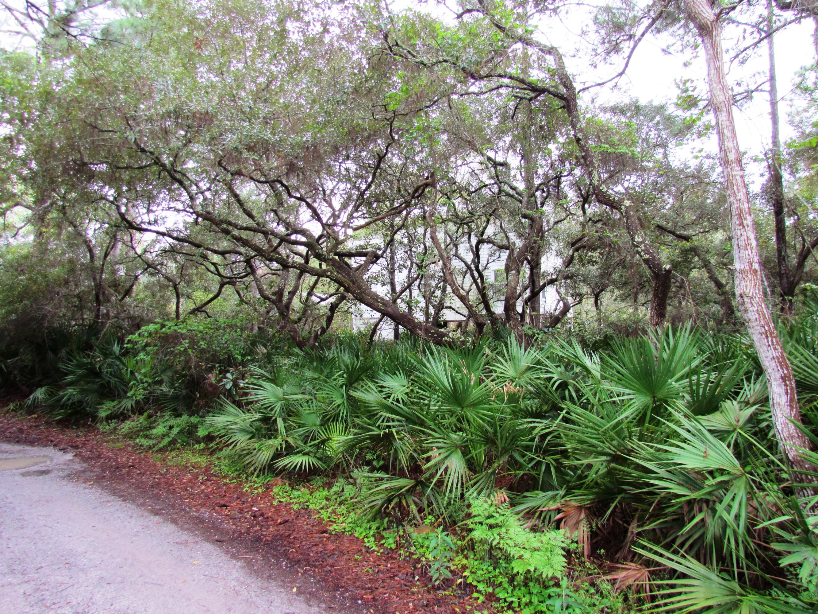 Xxx Grayton Trail Road Santa Rosa Beach, FL 32459 - Photo 2 of 5 a backyard of a house with lots of green space