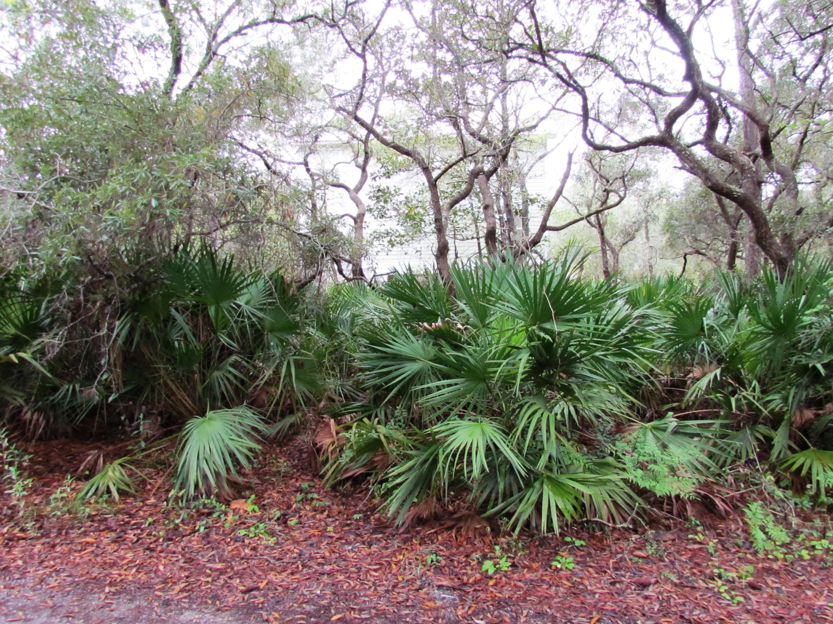 Xxx Grayton Trail Road Santa Rosa Beach, FL 32459 - Photo 3 of 5 a backyard of a house with lots of trees