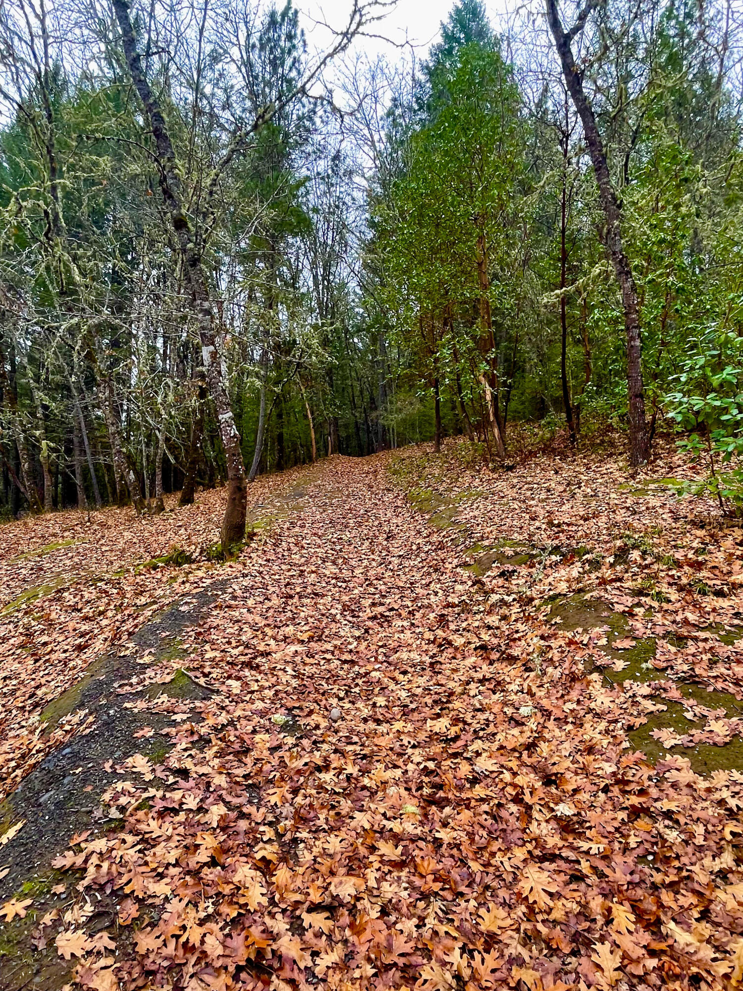 11310 Lower River Road Grants Pass, OR 97526 - Photo 9 of 12 Walking Trail Across property - Southern
