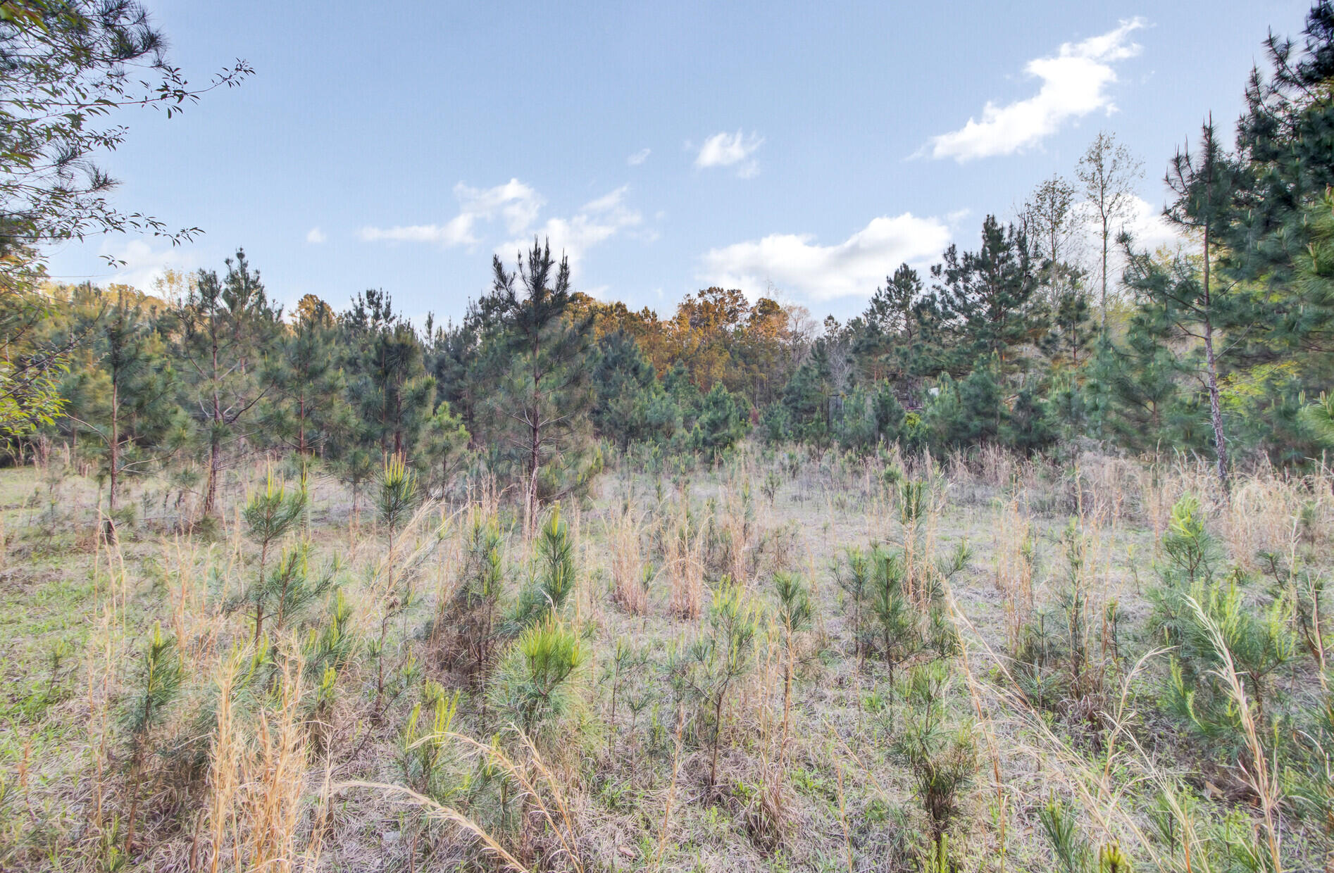 1945 Fish Road Ridgeville, SC 29472 - Photo 15 of 25 22_22_mls