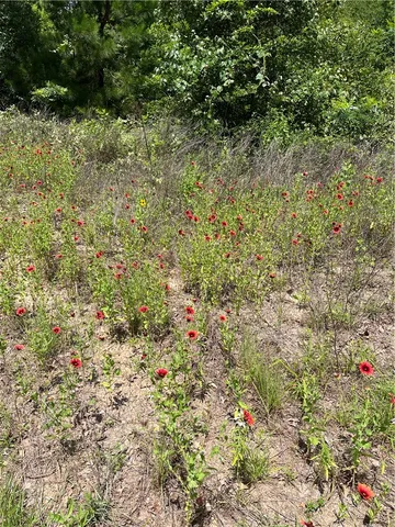 a view of a yard with plants and large trees