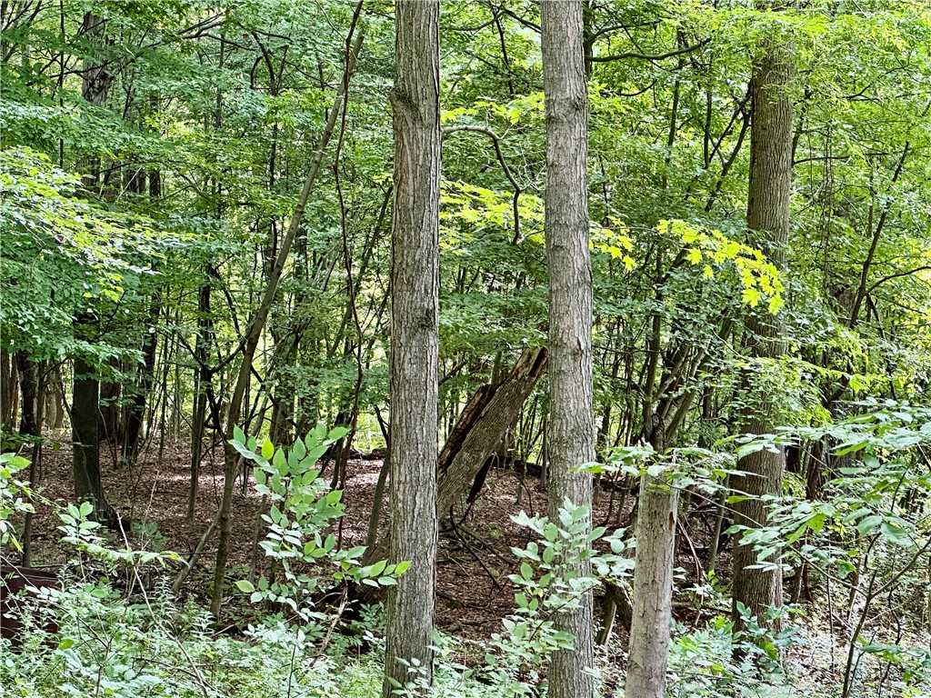 0 Lanning Road Naples, NY 14512 - Photo 13 of 32