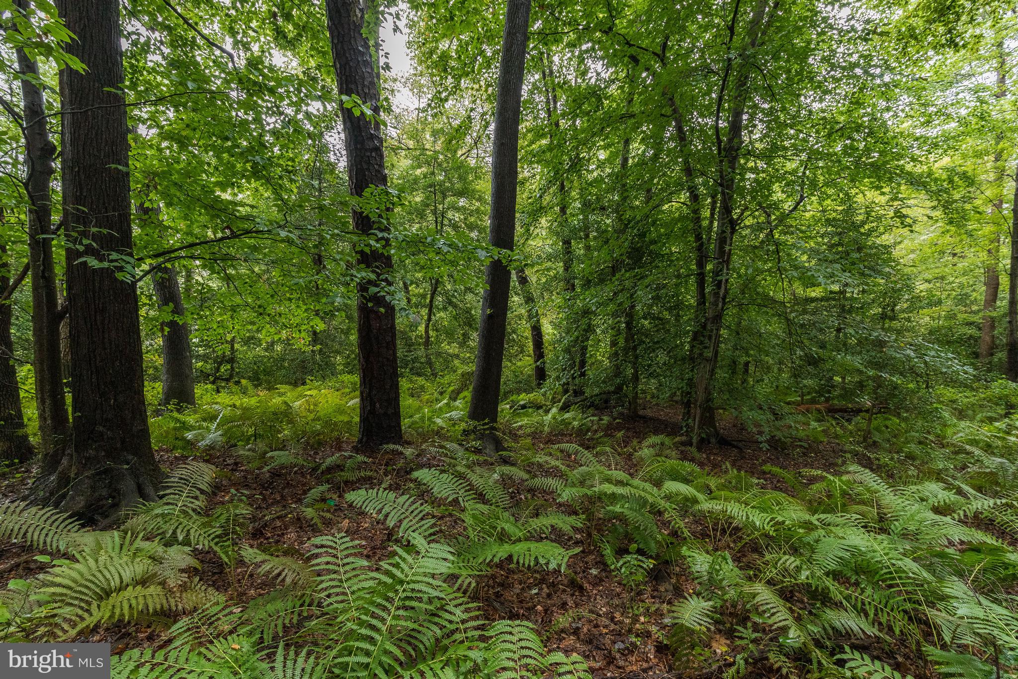 36 Laurel Bowie Road Laurel, MD 20708 - Photo 4 of 10 Ground View