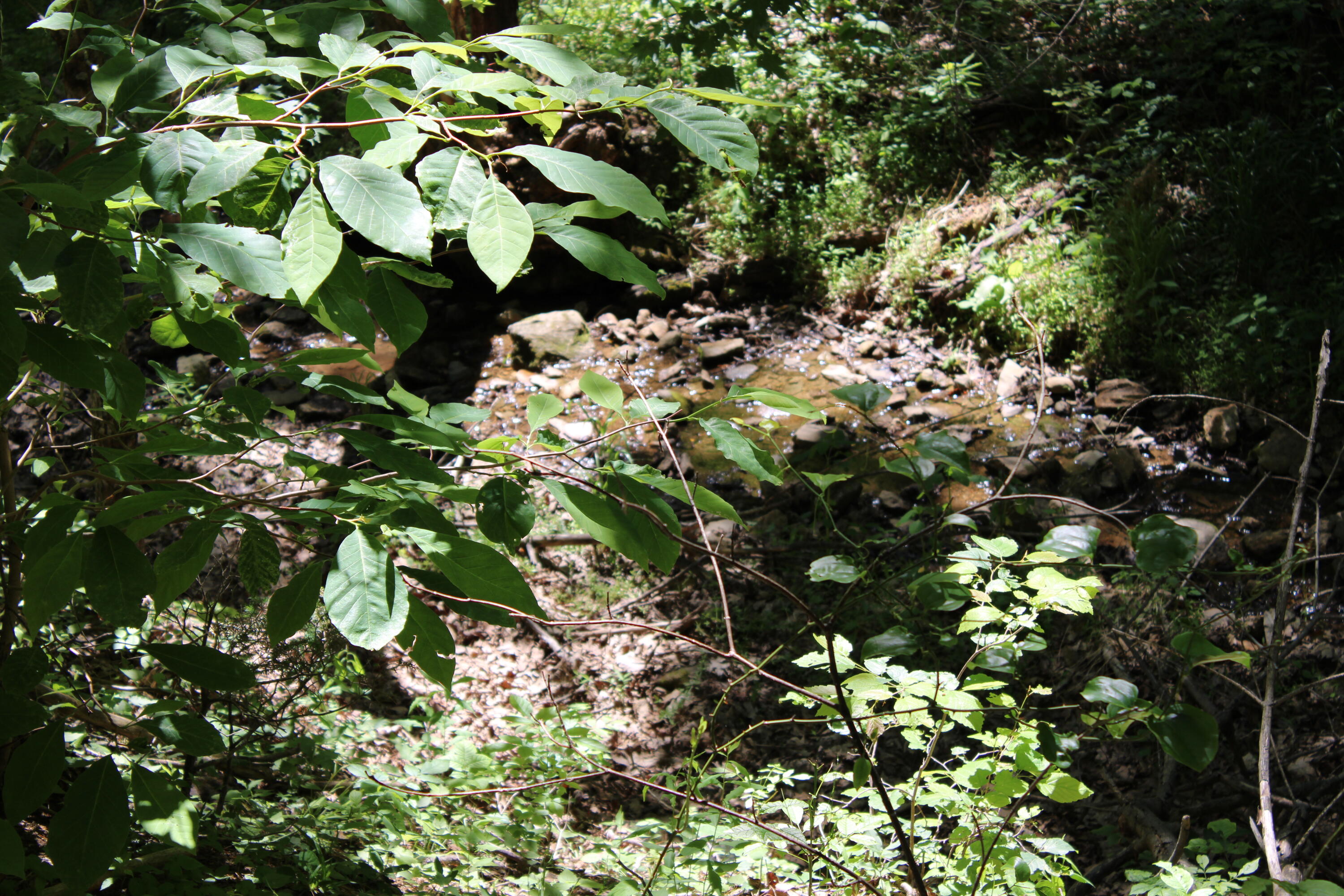 7923 Poor Mountain Road Bent Mountain, VA 24059 - Photo 81 of 95 IMG_0198