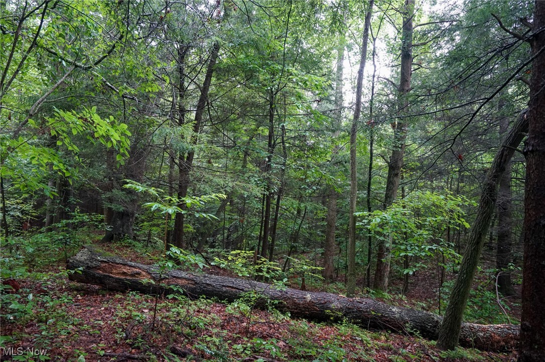 View of wooded area