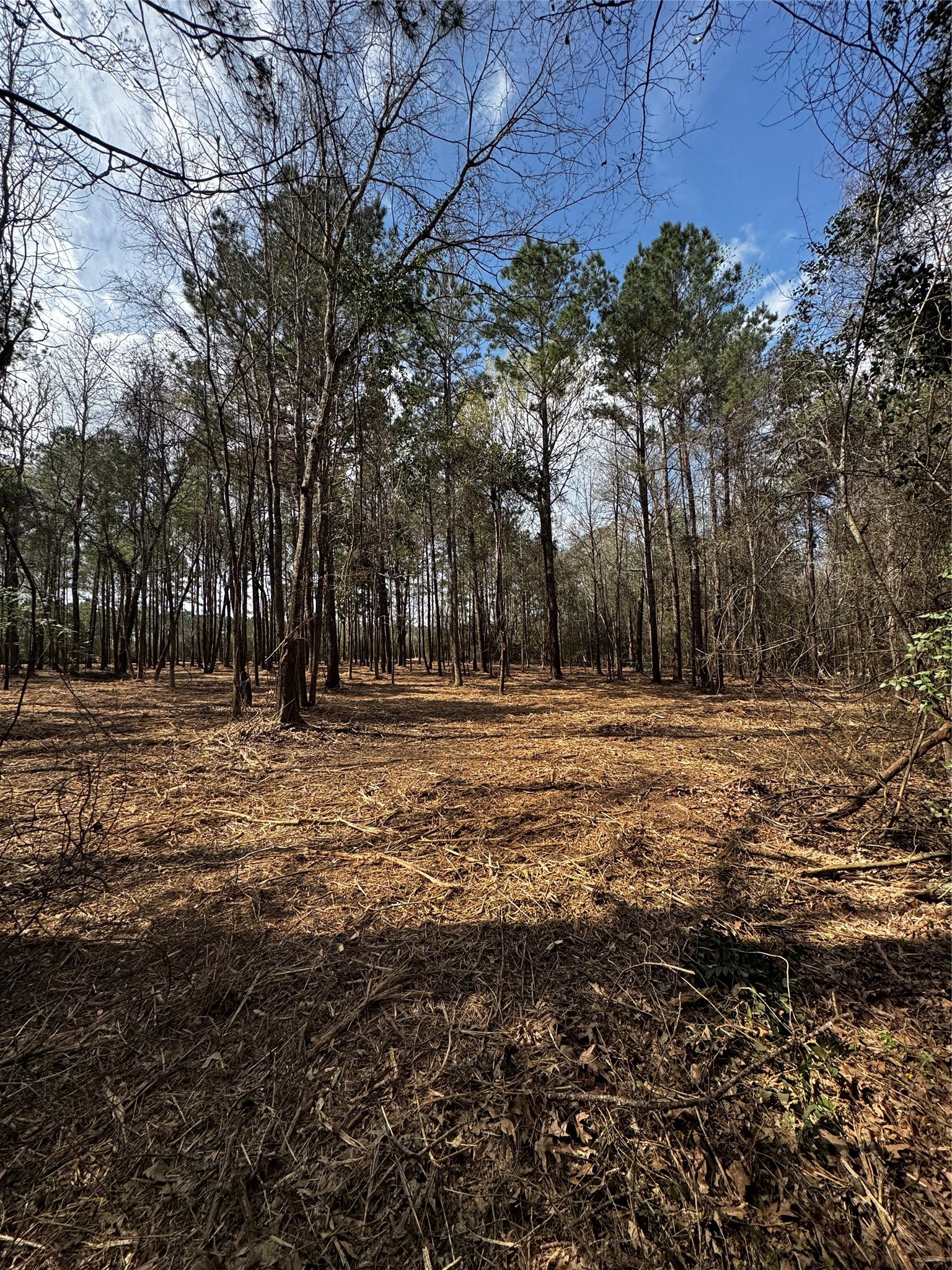 Tbd Old Israel Road Livingston, TX 77351 - Photo 1 of 13 a view of outdoor space with trees