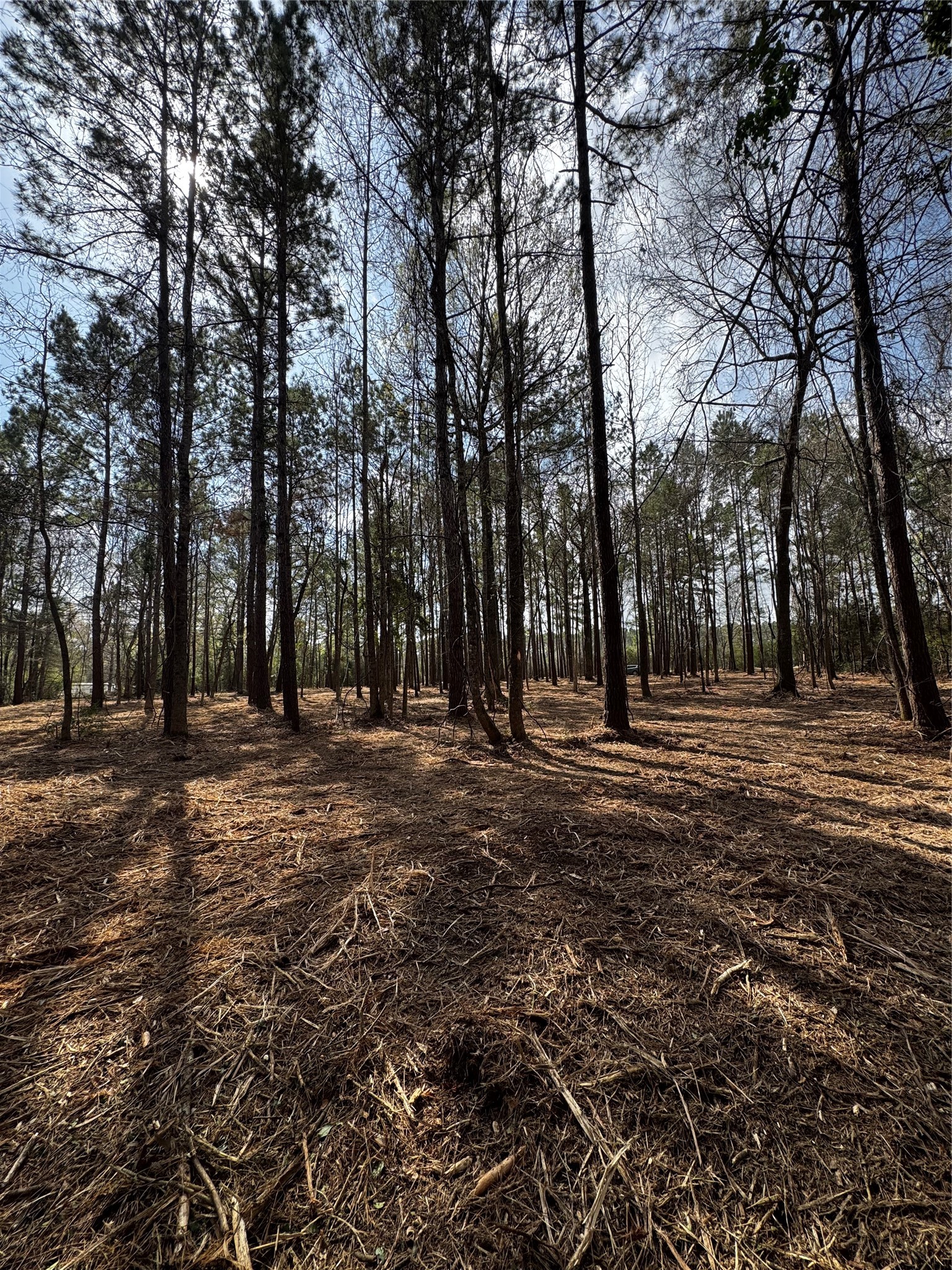 Tbd Old Israel Road Livingston, TX 77351 - Photo 2 of 13 a view of outdoor space with trees